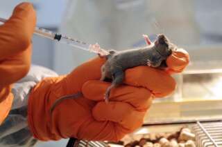 Clonage : 598 souris identiques font la fierté d'une équipe de chercheurs japonais