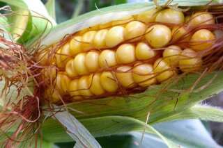 OGM: la Commission européenne gèle le processus d'autorisations de culture