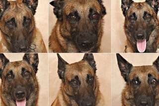 PHOTOS. Identifier les émotions du chien: selon une étude américaine les hommes y parviennent