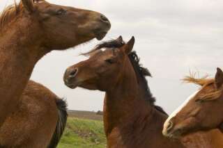Viande de cheval: cinq filières au total, les derniers tests encourageants selon Benoît Hamon