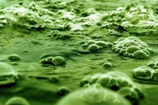 Ces algues qui prolifèrent à cause de la chaleur vont polluer l'été sur les plages françaises