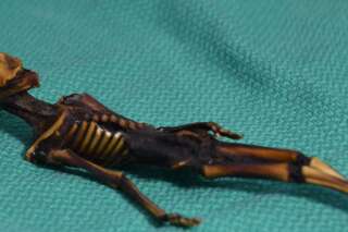 Non, ce mystérieux squelette découvert dans le désert de l'Atacama en 2003 n'était pas un extraterrestre