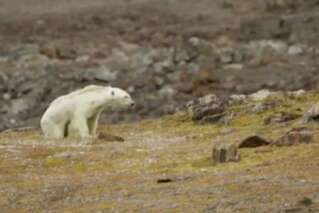 Les images déchirantes d'un ours polaire mourant de faim à cause du réchauffement climatique