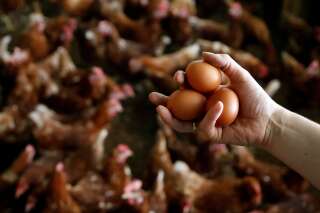 Fipronil : il faudrait manger entre 7 et 15 œufs contaminés par jour pour subir des effets négatifs