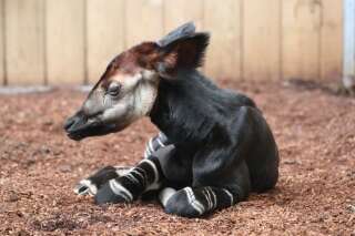 Un bébé okapi est né au Zoo de Beauval