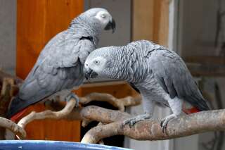 Des perroquets retirés d'un zoo anglais parce qu'ils insultaient les visiteurs