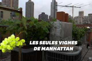 Ce vigneron fait pousser des vignes sur son rooftop à Manhattan