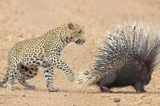 Face-à-face épineux entre un jeune léopard et un porc-épic immortalisé par des touristes