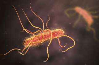 Listeria, Salmonelle, E.coli: Que sont ces bactéries responsables d'infections alimentaires