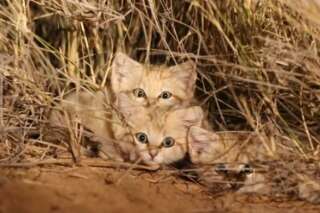 Pour la première fois, des chercheurs sont parvenus à filmer des chatons du désert