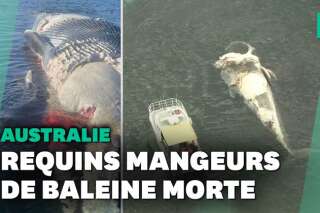 En Australie, des dizaines de requins dévorent une baleine