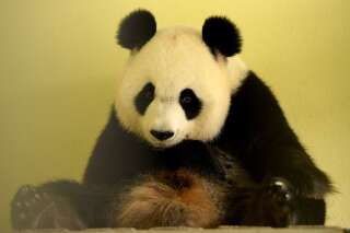 Zoo de Beauval: pourquoi se réjouit-on de la naissance de pandas en captivité alors qu'on y interdit la reproduction des dauphins