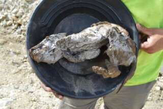Une momie de louveteau vieille de 57.000 ans découverte dans le permafrost