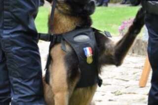 De la SPA à la lutte anti-stupéfiants, le chien policier Falko médaillé prend sa retraite