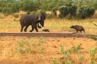 Ce bébé buffle téméraire pourchasse un éléphant de 10 fois sa taille
