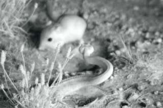 Face à un serpent, le geste incroyable de ce rat lui sauve la vie