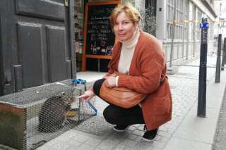 La chat Marius, coincé dans un appartement à Dieppe, a été sauvé
