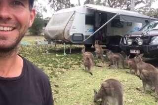 Quand les kangourous ont faim, ils font la queue comme tout le monde