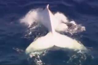 Cette magnifique baleine albinos a été filmée au large des côtes australiennes