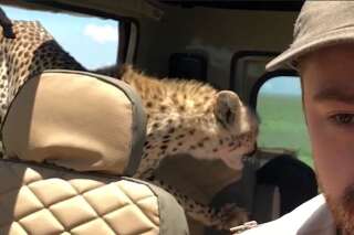 Le calme de ce touriste face à un guépard dans sa voiture est impressionnant