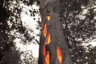 Atteint par les incendies en Californie, cet arbre ne brûle que de l'intérieur