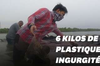 Un cachalot trouvé mort avec 6kg de plastique dans le ventre