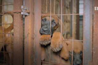 Le HuffPost Corée publie une vidéo pour dénoncer le traitement des chiens destinés à être mangés