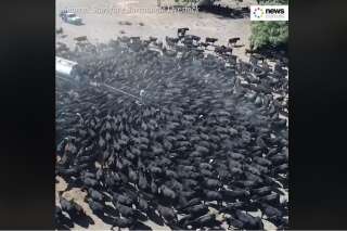 Ces vaches agglutinées autour d'un camion-citerne en disent long sur la violence de la sécheresse frappant l'Australie