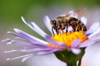 Aidez les abeilles grâce à ces six plantes mellifères