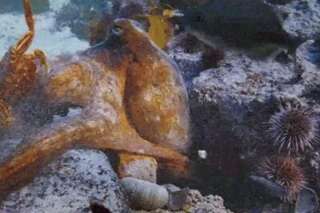 Ce documentaire de la BBC vous rappelle à quel point les poulpes sont intelligents
