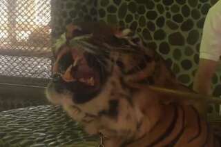 Cette vidéo d'un tigre, frappé pour rugir pour les touristes, provoque un scandale