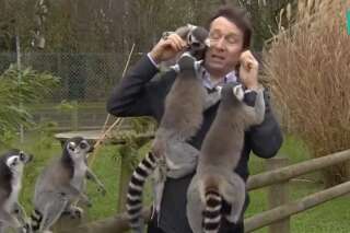 Ces lémuriens aiment un peu trop ce reporter de la BBC