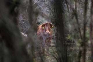 Envoyée à l'abattoir, cette vache s'échappe, se cache dans la forêt et devient une star