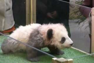 La rencontre entre Yuan Meng, le bébé panda du zoo de Beauval, et sa marraine Brigitte Macron a été mouvementée