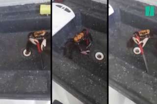 Cette vidéo virale d'un crabe qui se bat avec un couteau montre en réalité tout autre chose