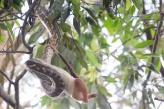 Vous ne pourrez plus dormir après avoir vu ce python qui dévore un opossum