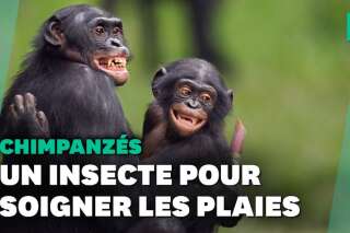 Ces chimpanzés du Gabon fabriquent des pansements avec des insectes
