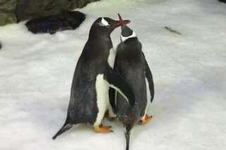 Ce couple de pingouins mâles élève un bébé ensemble