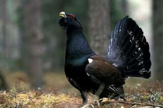 La chasse au Grand Tétras, plus gros oiseau terrestre d'Europe interdite