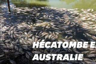 Un million de poissons d'eau douce retrouvés morts en Australie