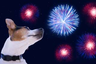 Que faire ce 14 juillet si votre chien a peur des feux d'artifice