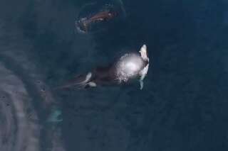 La vidéo impressionnante de cette orque dévorant un requin