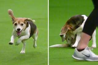 Mia le beagle est devenu la star de ce concours canin et pourtant il l'a complètement raté
