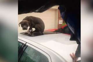 En pleine tempête Harvey, le touchant sauvetage d'un chien sauvé coincé sur le toit d'une voiture