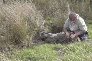 Ce Youtubeur a sauvé un mouton enlisé dans la boue