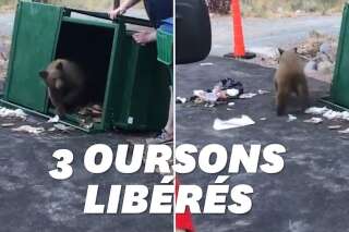 Les trois oursons bloqués dans cette poubelle peuvent remercier les pompiers
