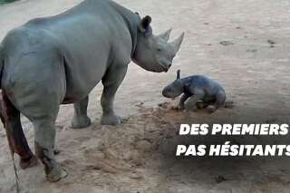 Ce bébé rhinocéros fait ses premiers pas dans un zoo australien