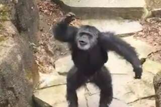 Un chimpanzé jette ses excréments sur les visiteurs et vise en plein dans le mille