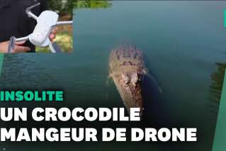 Un crocodile croque le drone d'une chaîne de télé en plein tournage