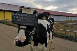 La réalité virtuelle testée sur des vaches pour mieux produire du lait
